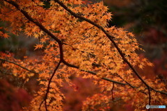 奥津渓の紅葉28_01