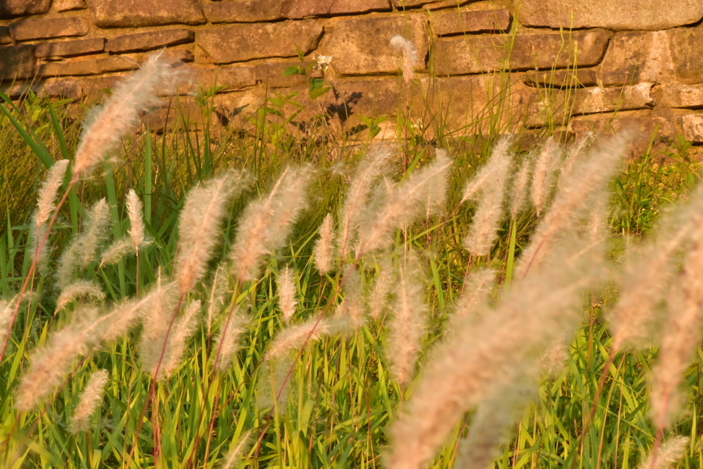グリーンヒルズ津山の草②