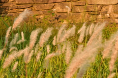 グリーンヒルズ津山の草②