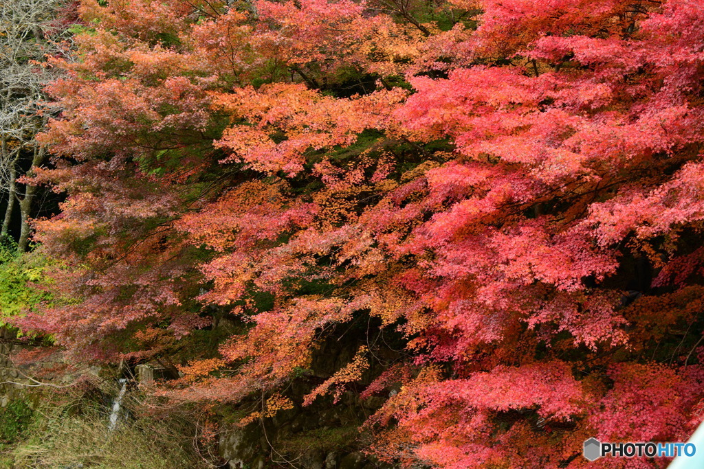 奥津渓の紅葉24_01