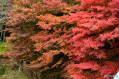 奥津渓の紅葉24_01