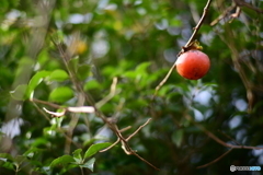 完熟の柿--落ちそう