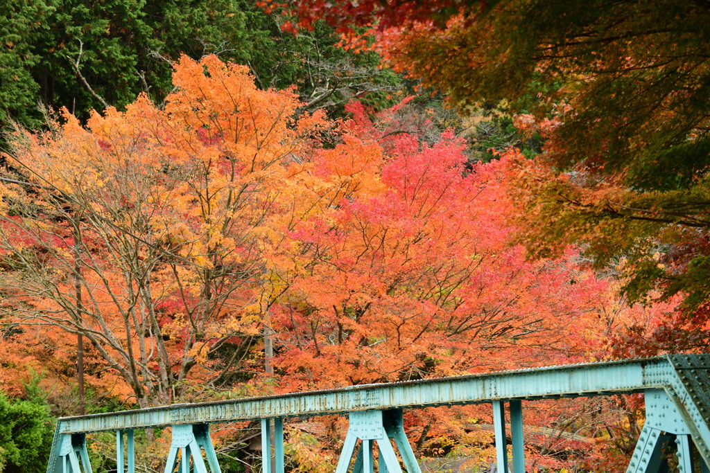 奥津渓の紅葉14_01