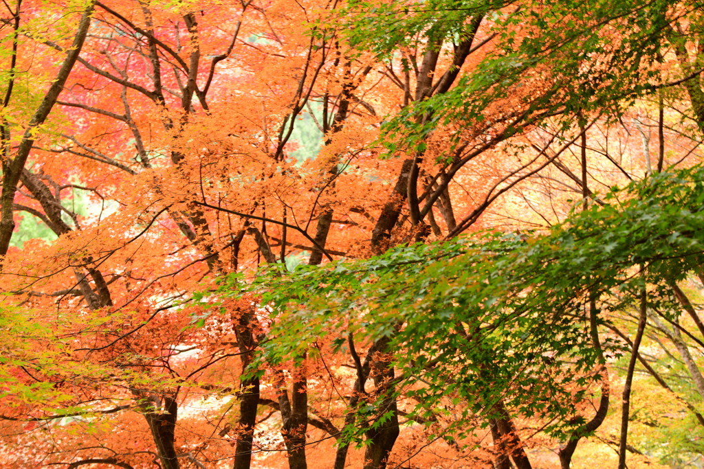 奥津渓の紅葉15_01