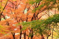 奥津渓の紅葉15_01