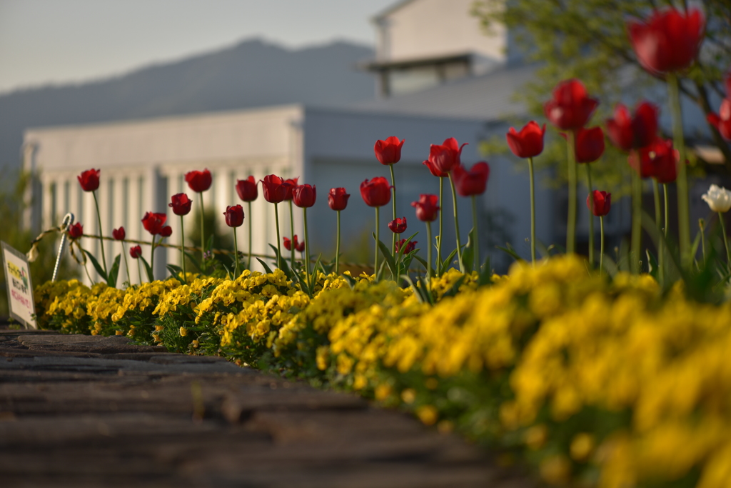 グリーンヒルズ津山のチューリップ