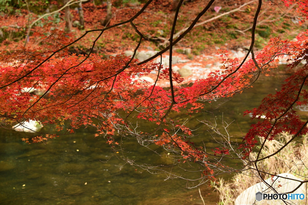 奥津渓の紅葉20_01