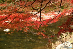 奥津渓の紅葉20_01