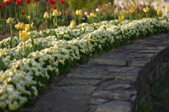 グリーンヒルズ津山のチューリップ