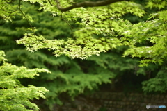 奥津渓のみどり