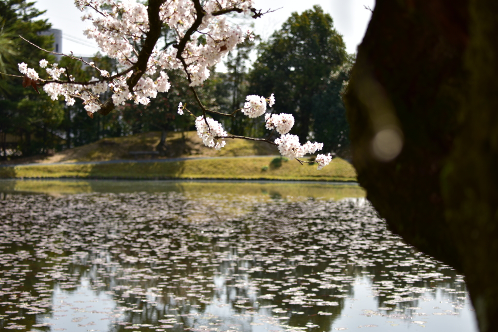 衆楽園のハスと桜