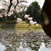 衆楽園のハスと桜