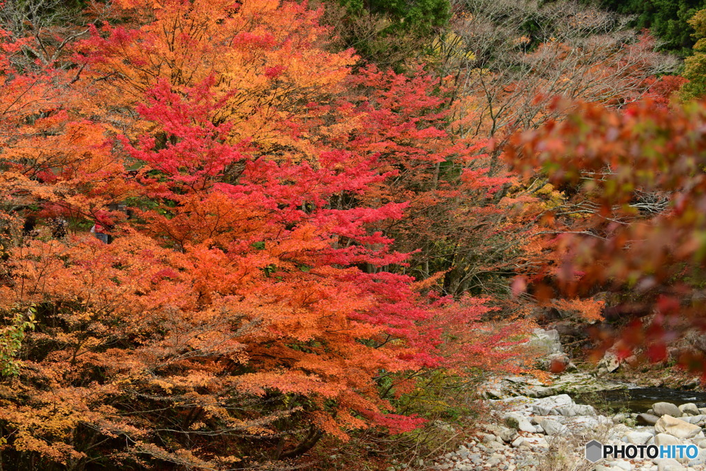 奥津渓の紅葉23_01