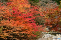 奥津渓の紅葉23_01