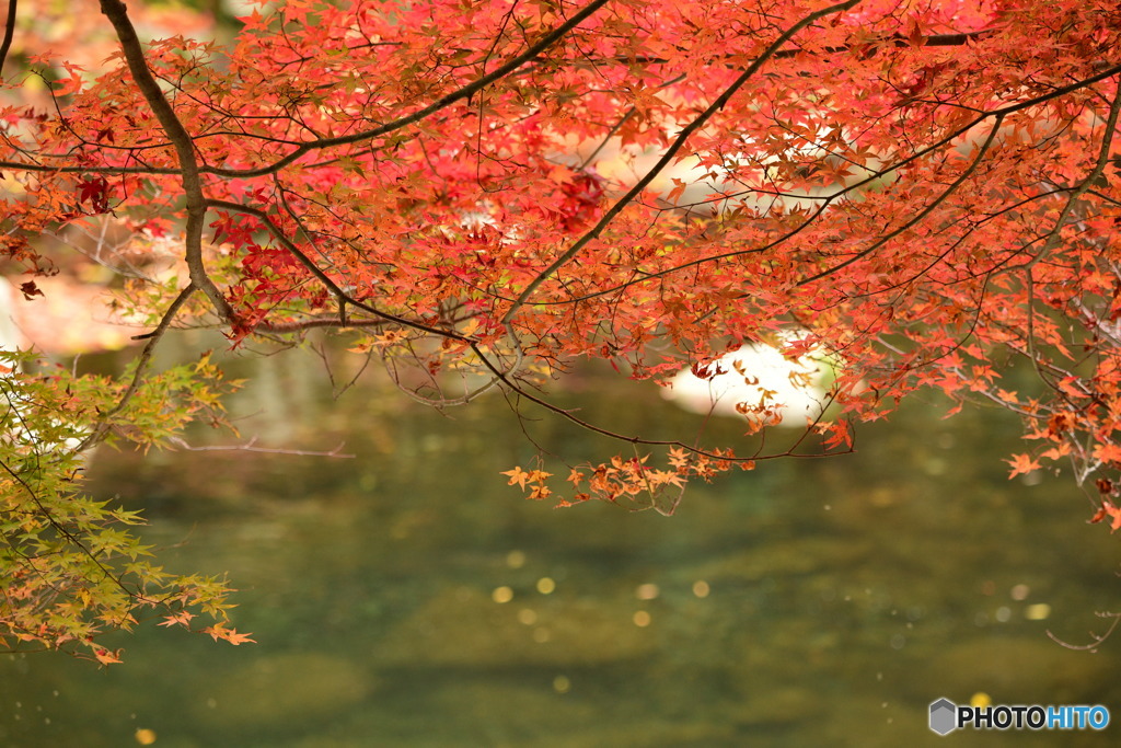 奥津渓の紅葉19_01