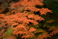 奥津渓の紅葉11_01