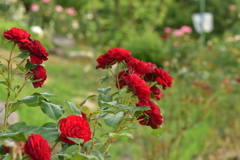 グリーンヒルズ津山の花④