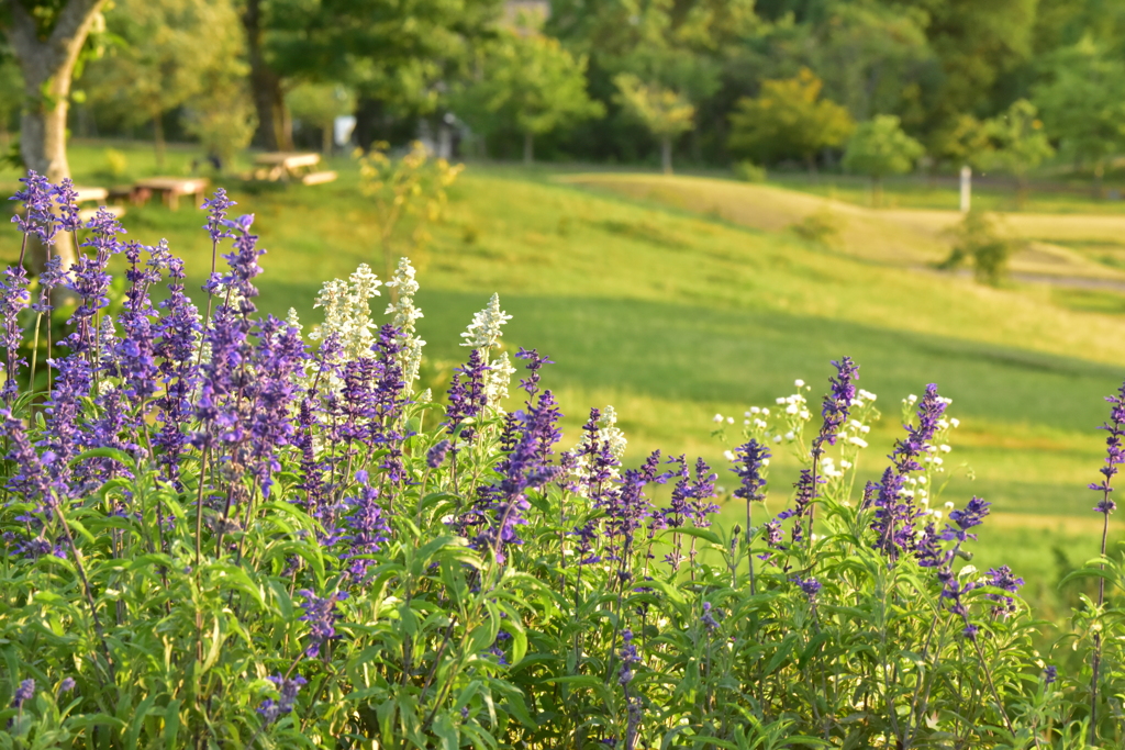 グリーンヒルズ津山の花①