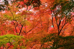 奥津渓の紅葉16_01