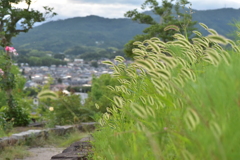 グリーンヒルズ津山の草①