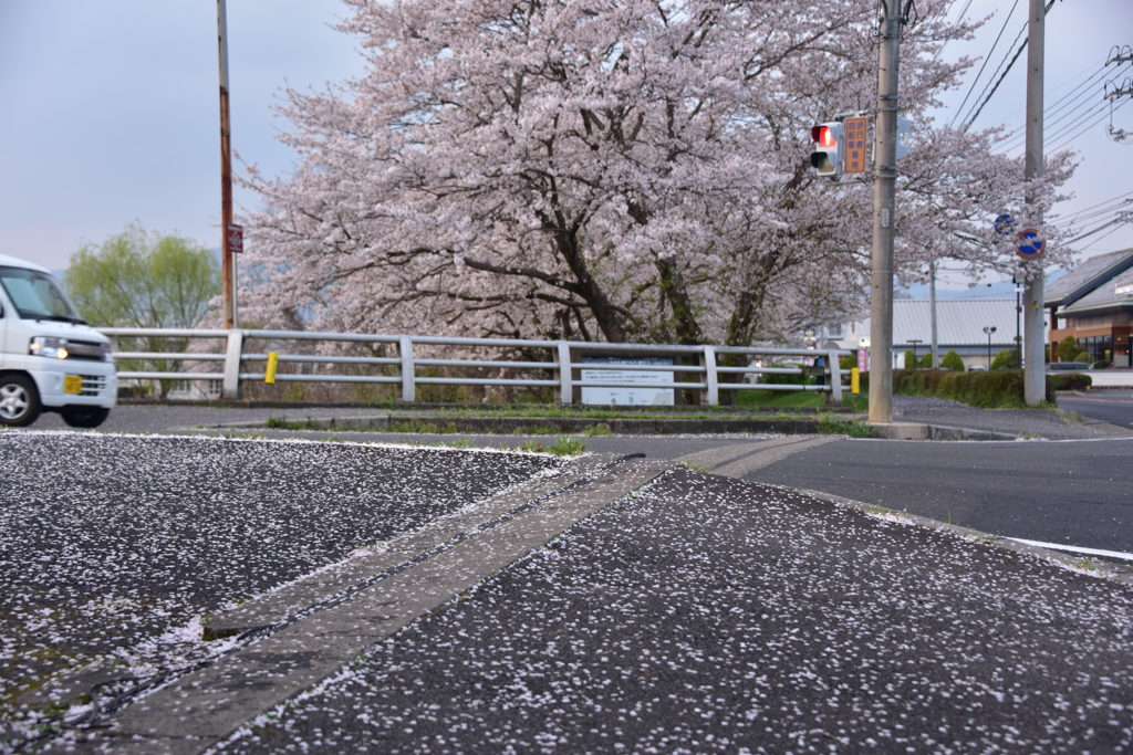 満開の桜並木と短かった見頃