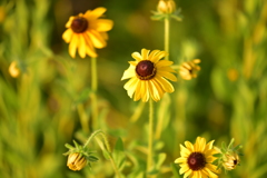 グリーンヒルズ津山の花②