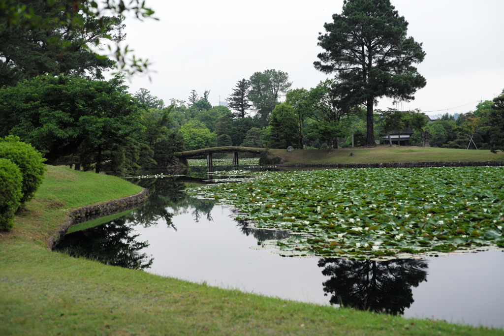 衆楽園の睡蓮1