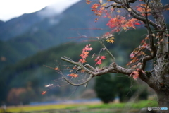 隣の紅葉2