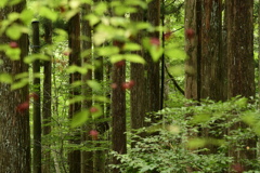森林公園1