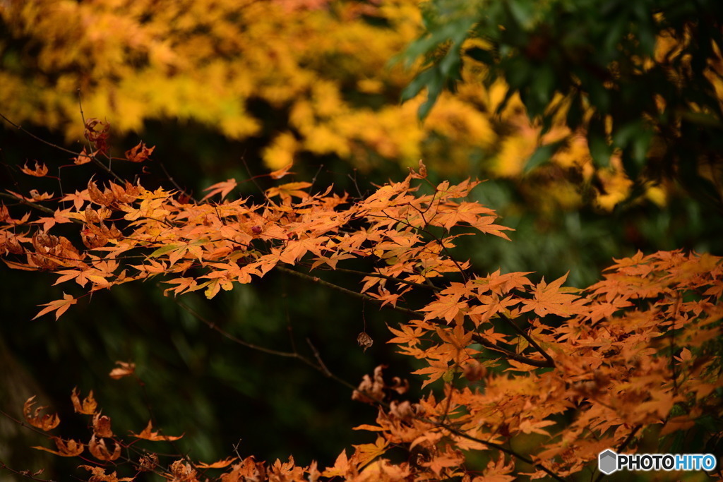 奥津渓の紅葉26_01