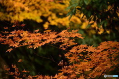 奥津渓の紅葉26_01