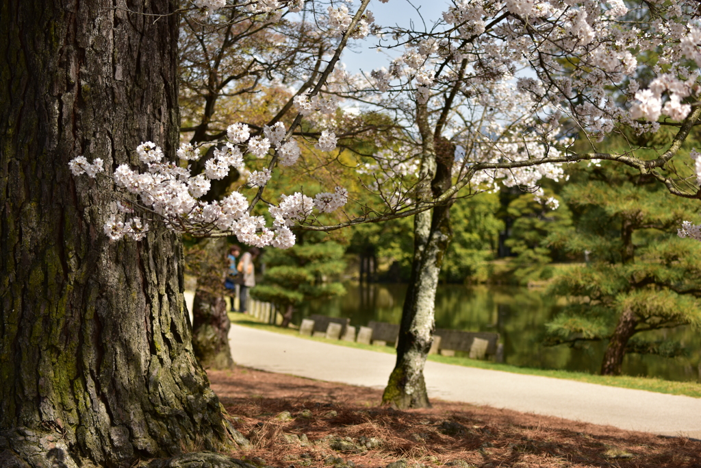 衆楽園と桜