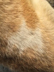 北海犬