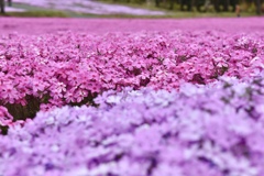 ひらたの芝桜