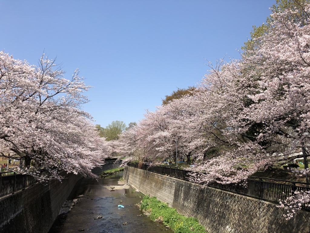 さくら