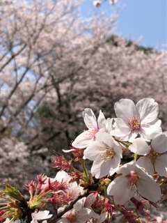 お花見