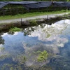 青空映る虹鱒の池