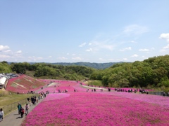 芝桜