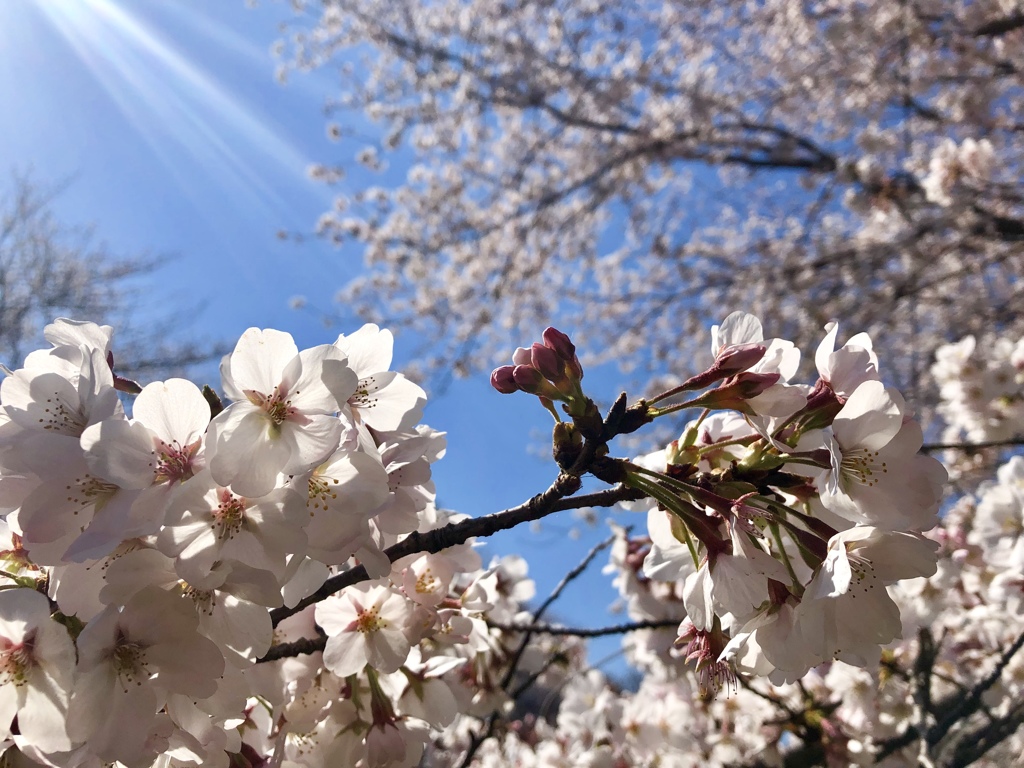 満開までもう一息！