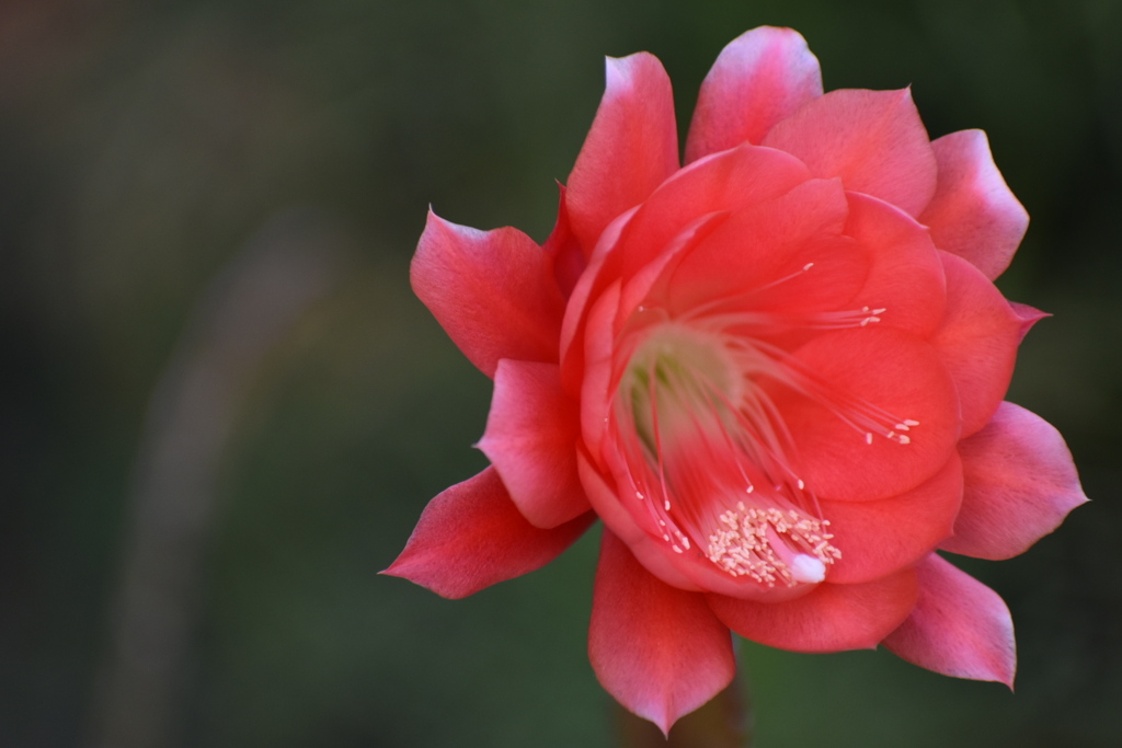 サボテンの花