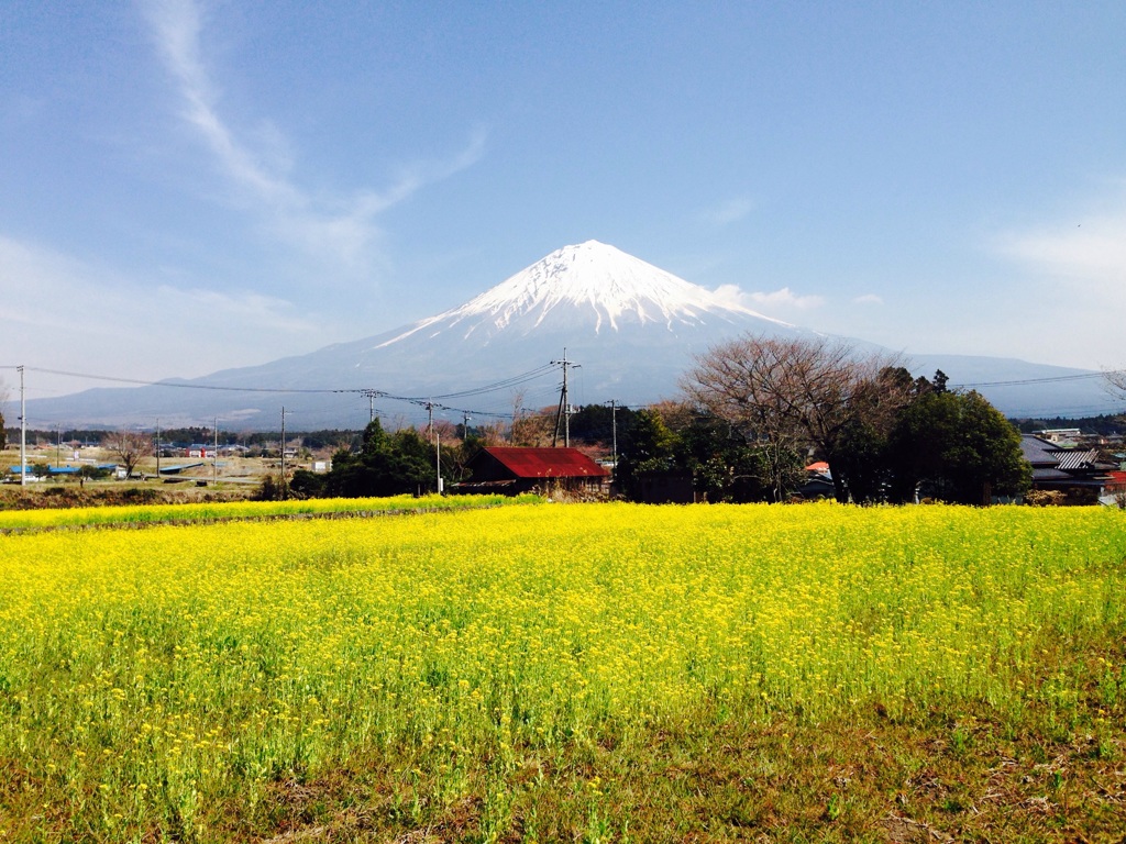 菜の花と富士