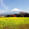 菜の花と富士