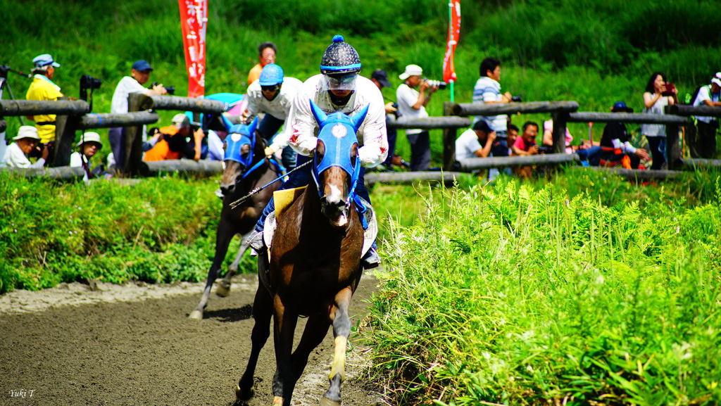 高原の草競馬