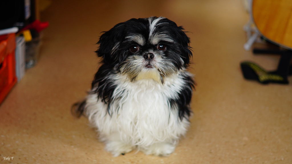 愛犬まるちゃん!!