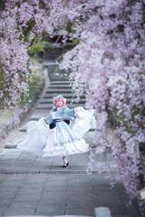 桜に包まれて踊りましょう