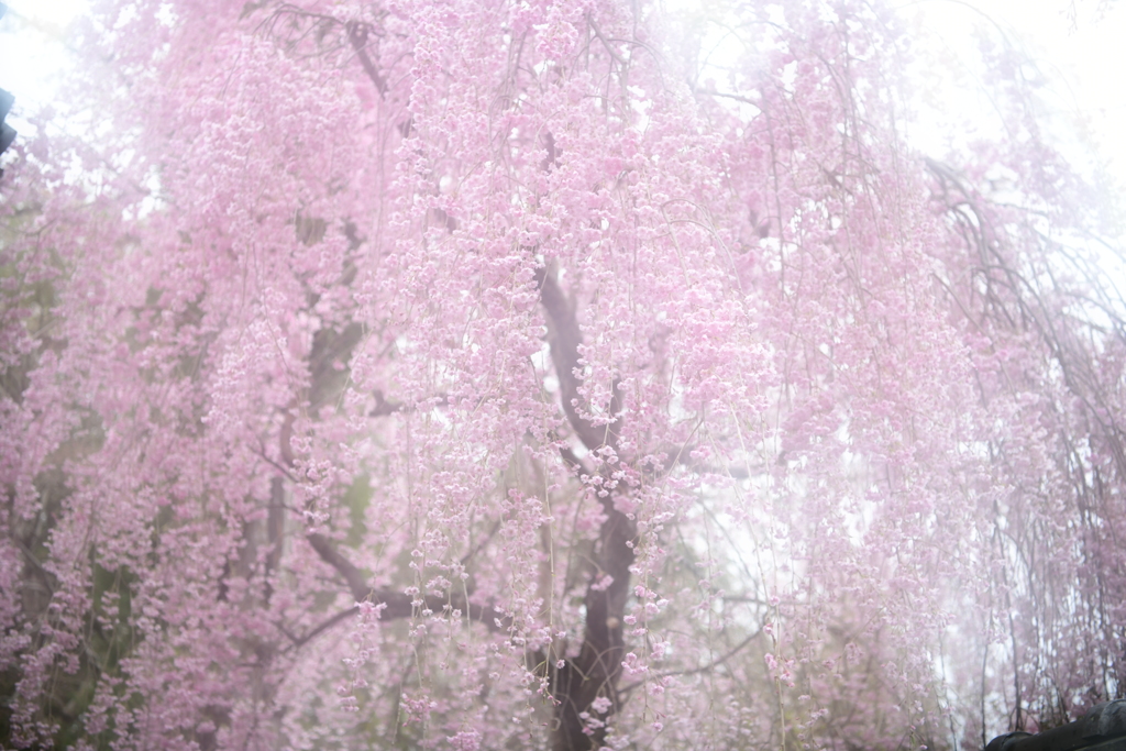 春色人生桜色
