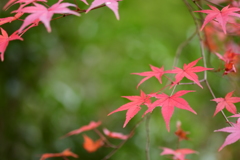 晩秋の彩