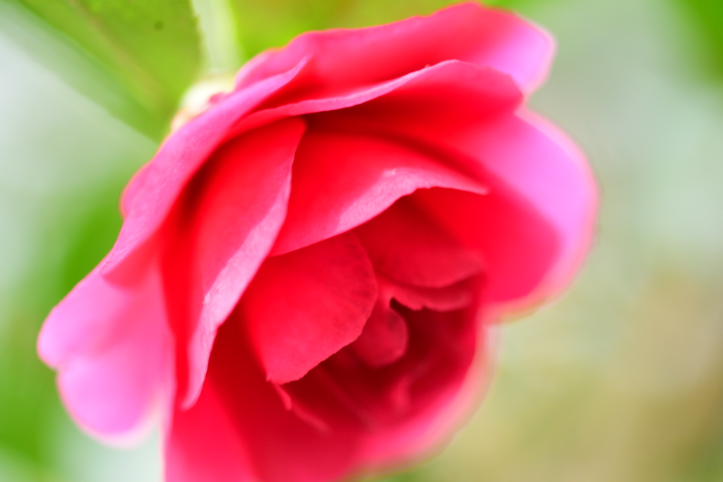 山茶花の微笑み