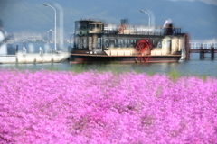 春の癒し　観光船と芝桜