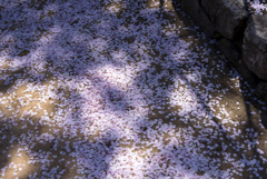 木漏れ日の花びら